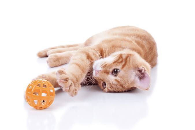 🐱 Best Interactive Cat Toys for Indoor Cats: Keep Your Pet Active & Happy