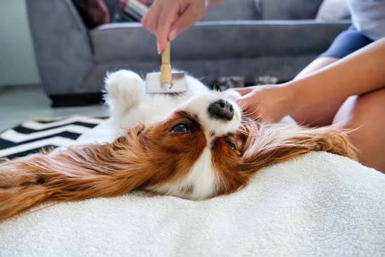 🐱 How to Create a Happy and Comfortable Home for Your Cat